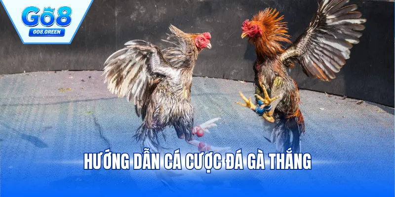 Hướng Dẫn Cá Cược Đá Gà Thắng 99% Dành Cho Tân Binh
